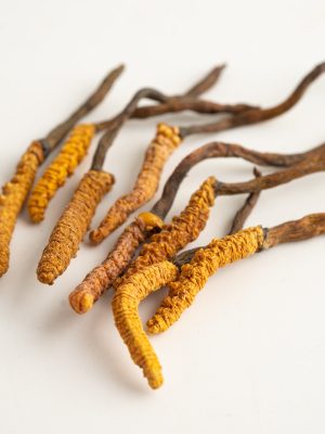 Cordyceps or Ophiocordyceps sinensis mushroom herb is fungus for Yarshagumba (Cordyceps sinensis)-750ML